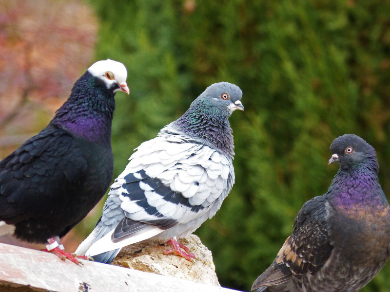 three_pigeons